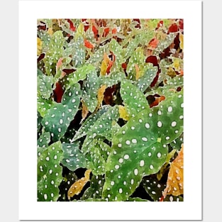 begonia plants Posters and Art